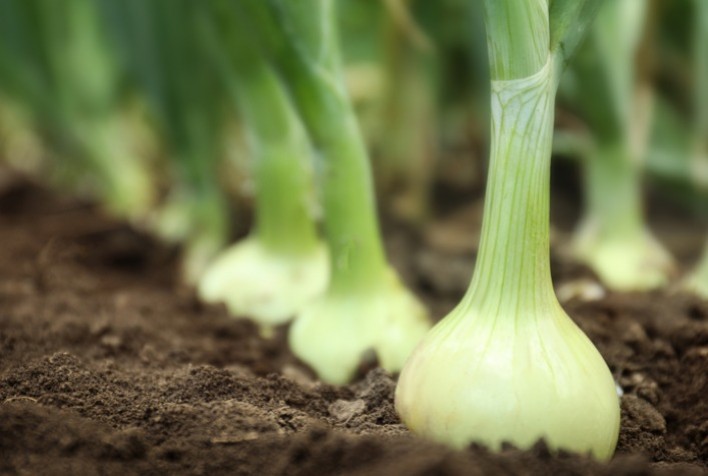 Mapa inclui cebola no Zoneamento de Risco Climático