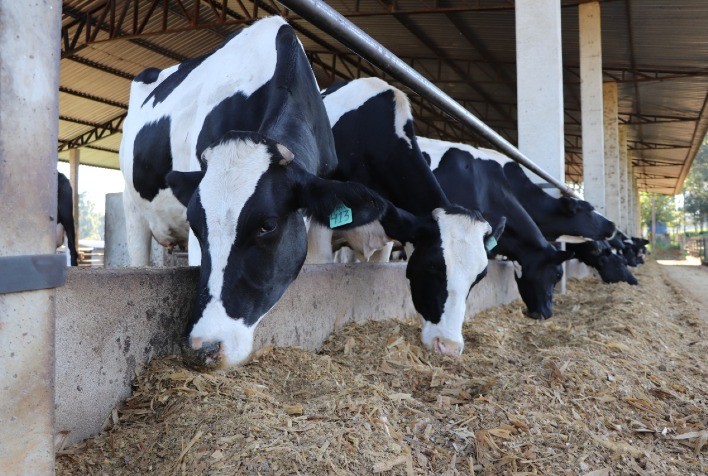 Fazenda de leite mostra como gestão de dados e benchmarking impulsionaram sua produção