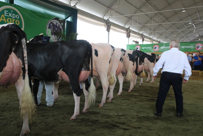 Raça Holandesa marca presença em mais uma edição da Expoagro Cotricampo