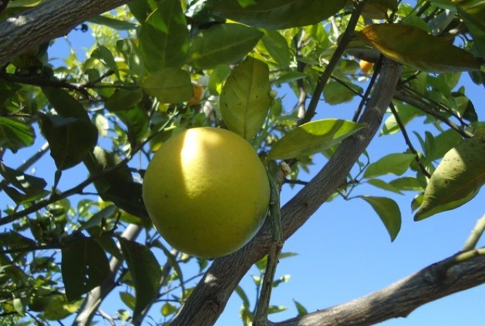 Desafios na produção de citros preocupam agricultores em Erechim
