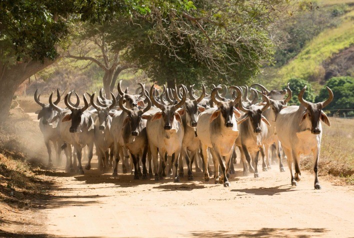 1ª Live Shop: produtores de leite poderão adquirir genética Guzerá e Sindi em promoção exclusiva