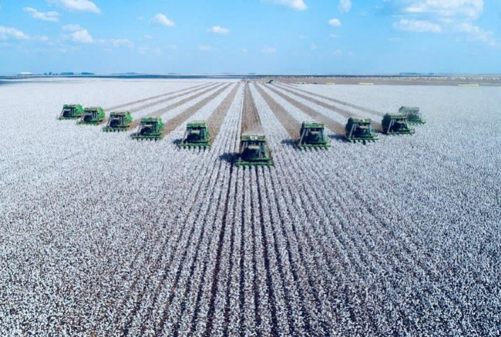 Mercado de algodão no Brasil Tem comercialização mais lenta com feriado de carnaval