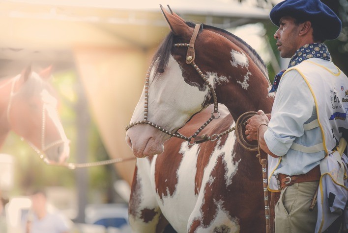 Tradicional exposição de Cavalos Crioulos manchados ganha prova de Redomão