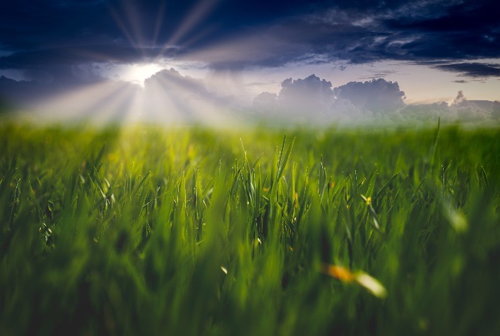 Propriedades agrícolas poderão gerar créditos de carbono a partir dos próprios cultivos