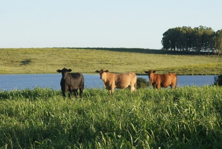 Embrapa mostra tecnologias para sistemas integrados na Abertura da Colheita do Arroz