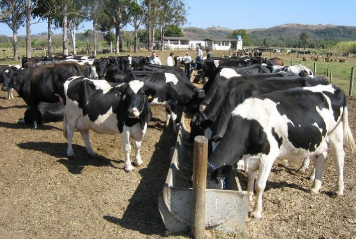 Cenário para produtores de leite deve ser mais otimista neste ano