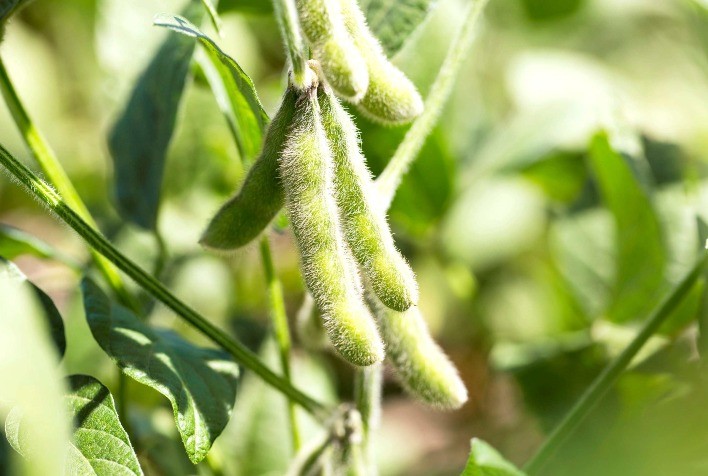 Com previsão de margens apertadas, assertividade é a palavra da vez no campo