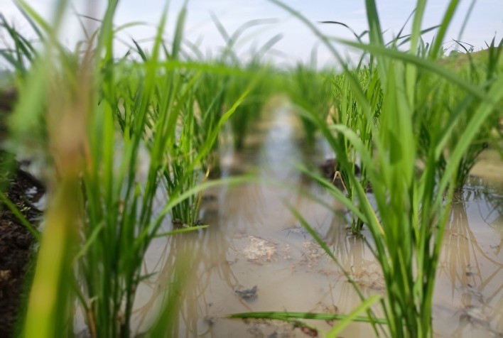 FMC participa da 34ª Abertura Oficial da Colheita do Arroz e Grãos em Terras Baixas