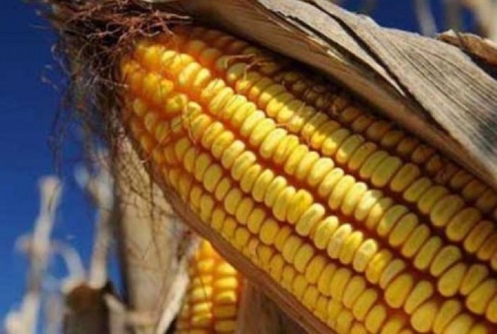 Futuros do milho mantêm tendência positiva na B3; Chicago registra valorizações após feriado