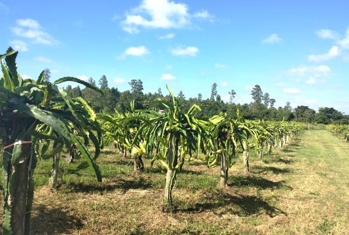 Município do Centro-Oeste de Minas inclui a pitaya na alimentação escolar