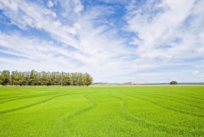 ADAMA destaca benefícios da rotação arroz-soja no manejo de plantas daninhas resistentes