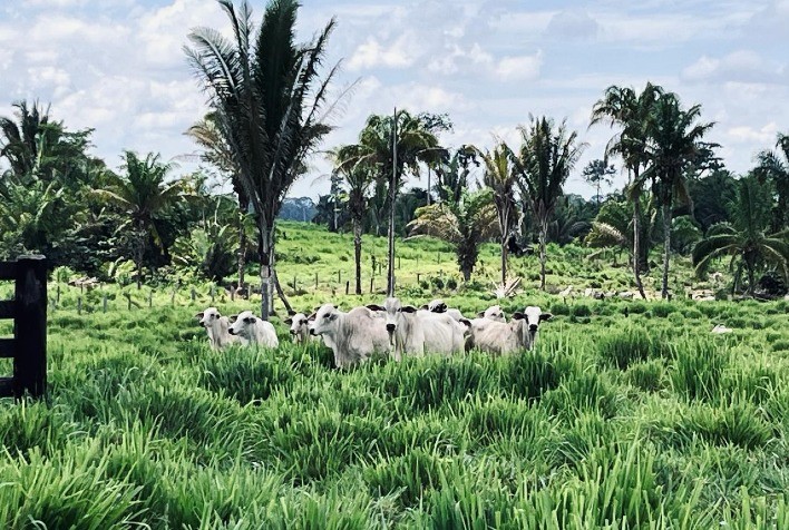 Chegada das chuvas na região Norte acende alerta para pecuaristas