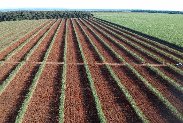 Ameaça global às colheitas: Pesquisa alerta sobre esgotamento de potássio nos solos agrícolas