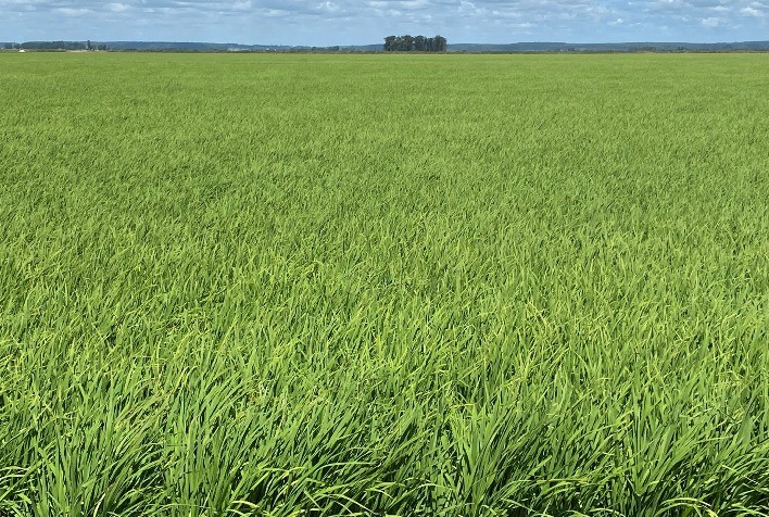 Sistema de produção inovador será apresentado pela RiceTec na 34ª Abertura da Colheita do Arroz