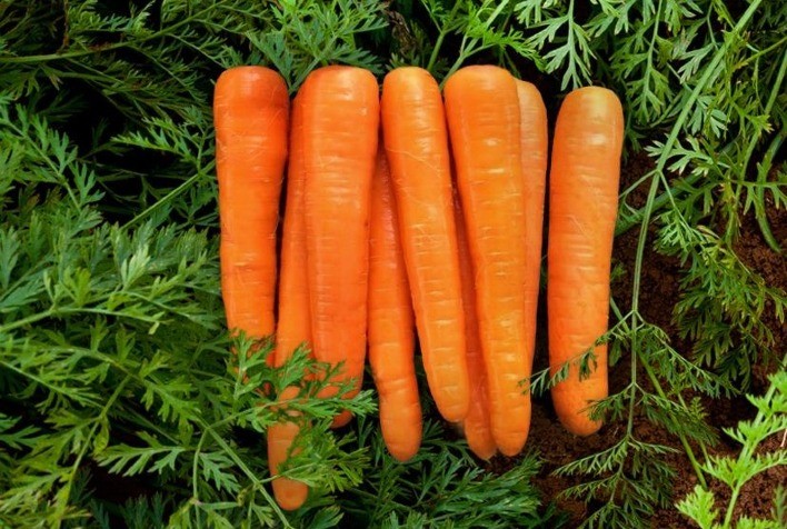 Boletim da Conab aponta alta no preço de cenoura superior a 90% na média ponderada do último mês