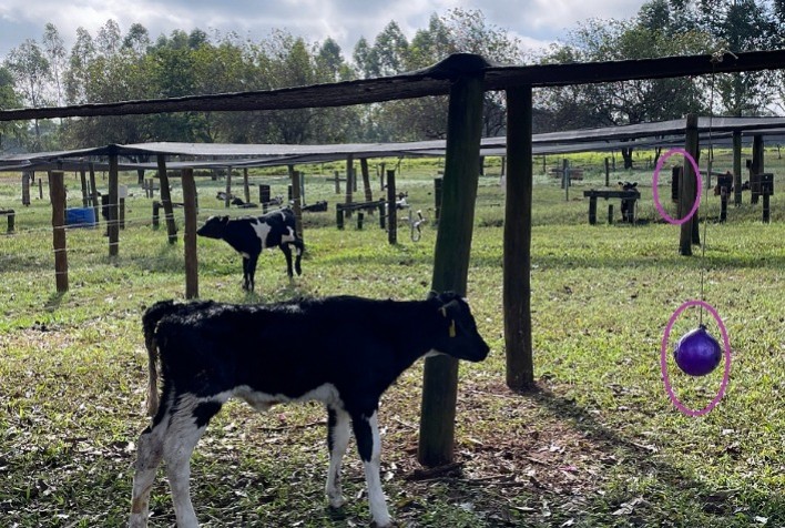 Interação e oferta de objetos para bezerros leiteiros podem ajudar a reduzir estresse da desmama