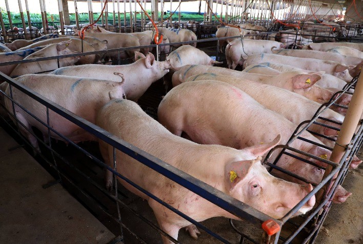 Paraná liderou a importação de suínos de alta genética em 2023, aponta boletim agropecuário