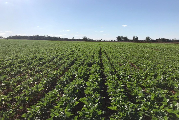 Atenção do produtor de feijão: La Niña intenso pode impactar o cultivo em 2024