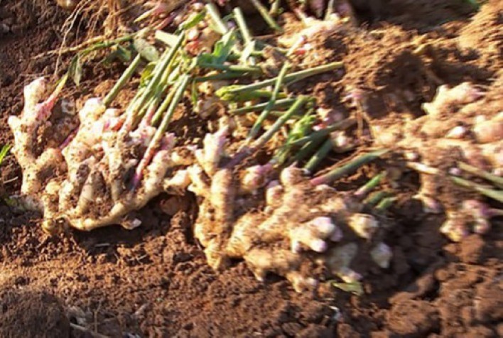 Exportação de gengibre mais que dobra em janeiro de 2024