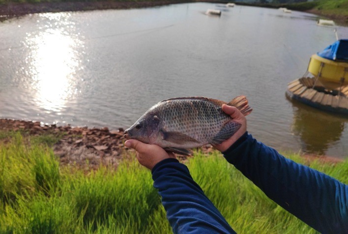 Chegada de pescados importados ameaçam a tilapicultura brasileira