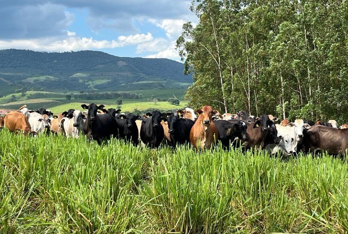 Produtor comemora taxa de concepção de 43% com mais de 40 mil embriões transferidos