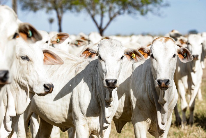 Veterinário destaca a importância do controle parasitário em bovinos