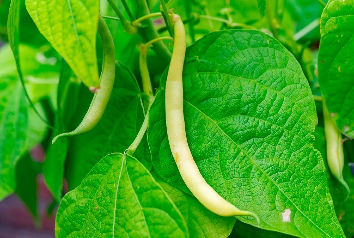 Mês das leguminosas: confira 3 opções para plantar