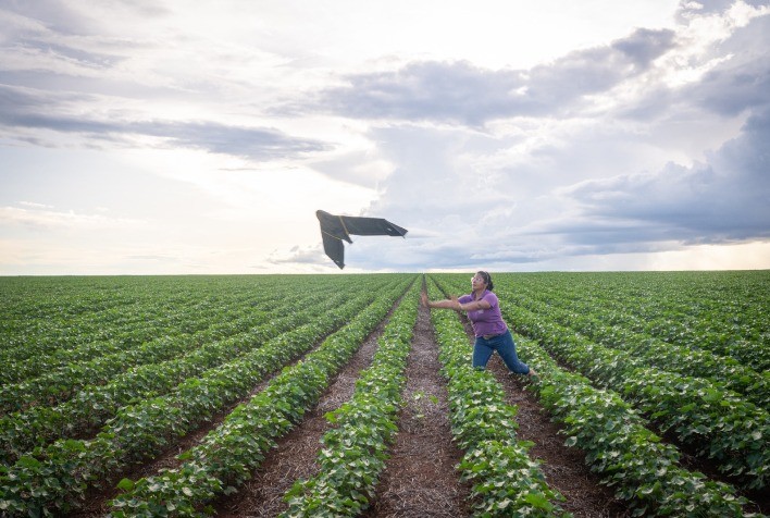 Desafio do El Niño impulsiona mapeamento digital no algodão e no milho