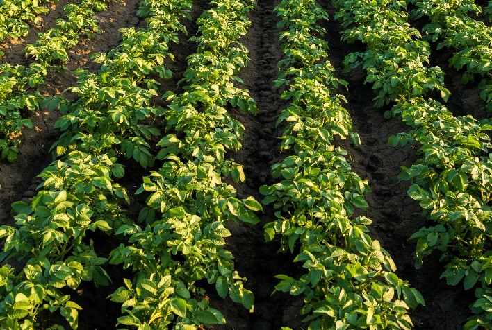 Defensivos agrícolas ajudam a evitar perdas por requeima e vaquinha na produção de batatas