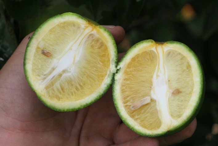 Monitorar o greening pode salvar o pomar