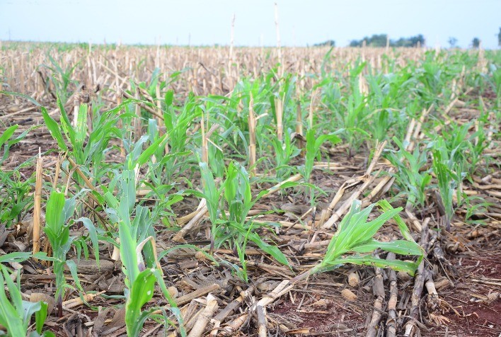 Agrodefesa alerta produtores para prevenção e controle da cigarrinha do milho no período da safrinha