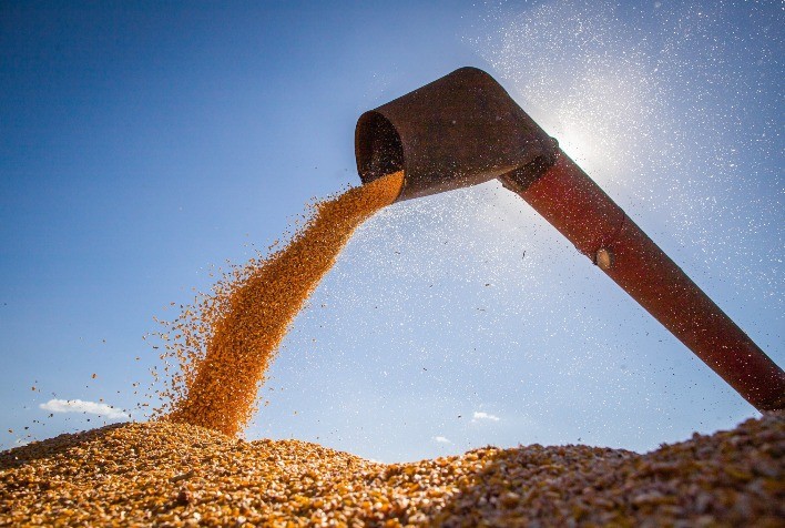 Avanço sólido na colheita da safra de verão de milho no Brasil, aponta Safras & Mercado