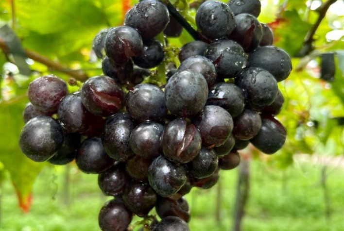 Chuvas intensas geram danos e prejuízos aos produtores de frutas do Vale do São Francisco