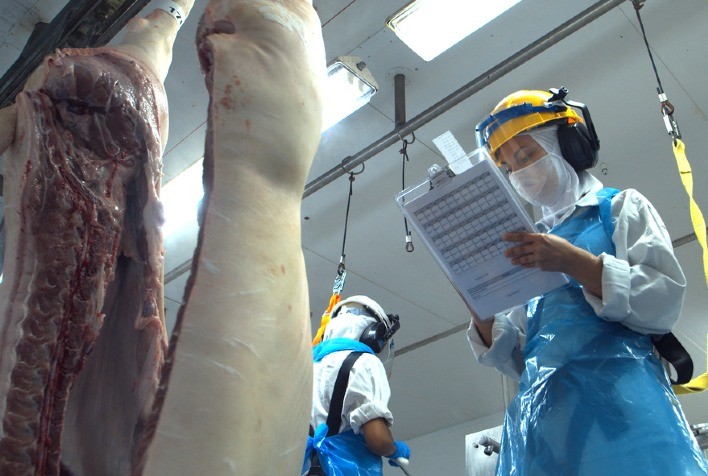 Exportações de carne suína em ascensão: Volume supera fevereiro de 2022, mas receita apresenta leve queda