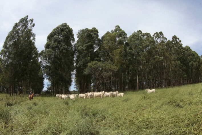 Fomento das múltiplas formas de sustentabilidade está entre as prioridades do GT da Agricultura