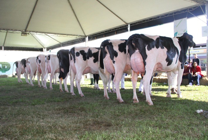 Raça holandesa participa da Expodireto Cotrijal 2024