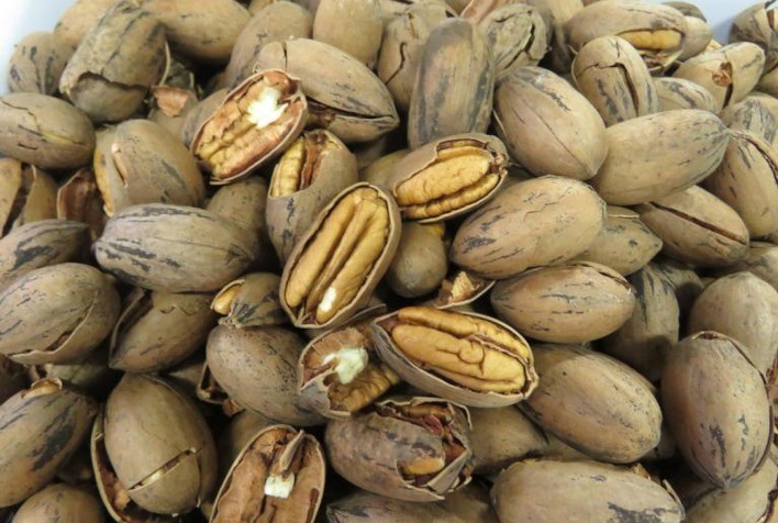 Noz-pecã brasileira ganha espaço no maior mercado mundial do fruto