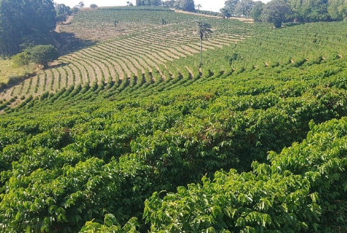 Certifica Minas Café garante a qualidade da produção de mais de 900 cafeicultores em 2023