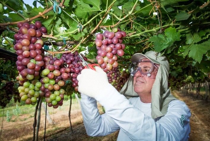Cadastro Vitícola Nacional e SIVIBE impulsionam o setor de uvas e vinhos