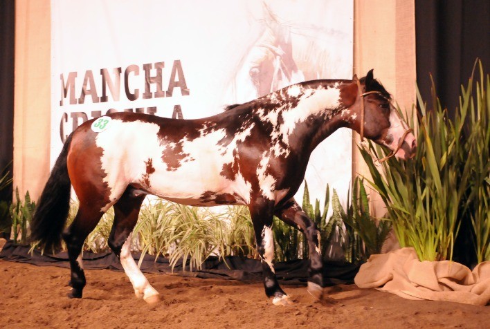 Leilões da programação do Mancha Crioula trazem genéticas premiadas para pista