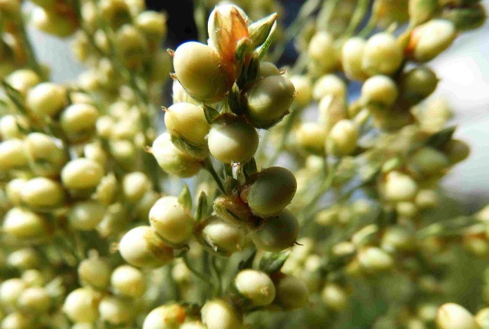 Etanol de sorgo deve abrir forte demanda pelo cereal no Brasil, afirma Sawa