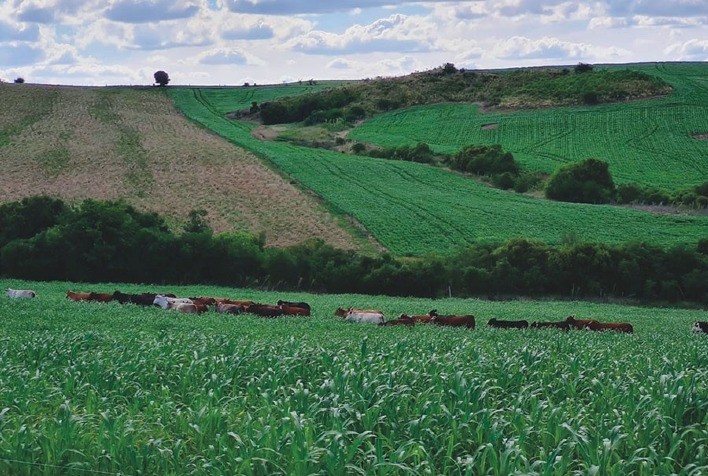 Centro de referência vai monitorar tecnologias para mitigar emissões da pecuária gaúcha