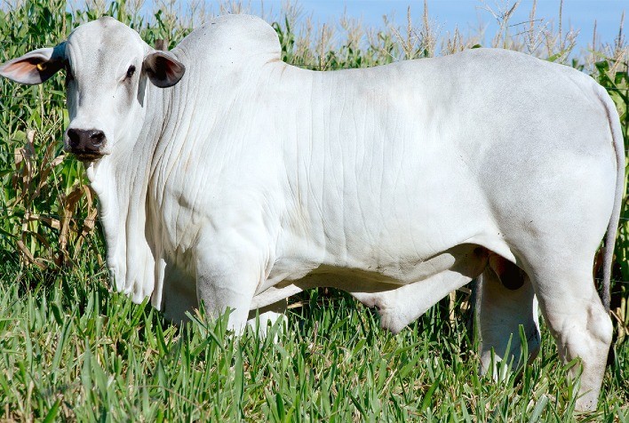 Mais um bezerro de sobreano da marca CV é contratado por central
