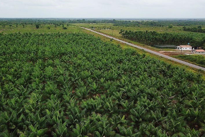 Açaí ganha o seu primeiro Zoneamento Agrícola de Risco Climático