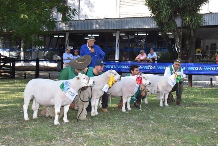 Feiras de verão da ovinocultura consolidam mercado genético
