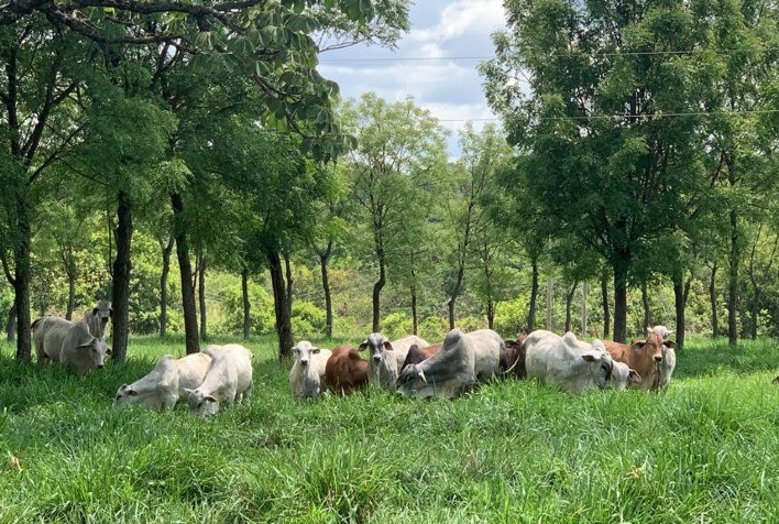 ABS se associa à Mesa Brasileira da Pecuária Sustentável para fomentar boas práticas na produção de carne bovina no país