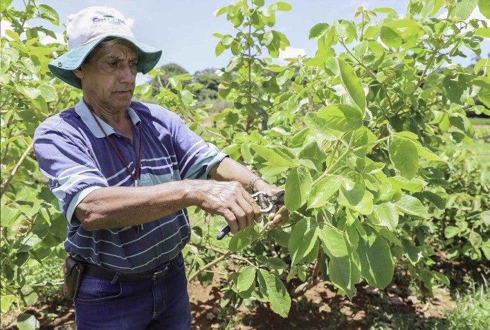 Emater comercializa hastes de pequi com e sem espinhos para viveiristas