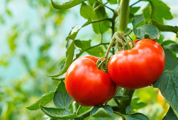 Colheita Abundante de Tomates Impulsiona Agricultores na Região de Caxias do Sul