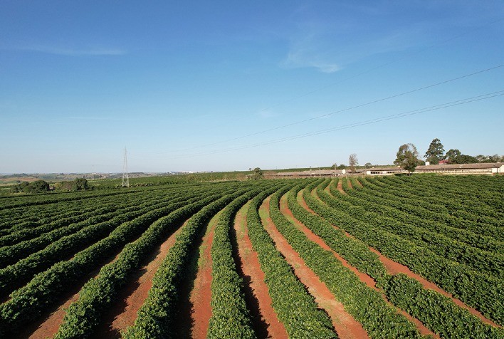 Produção brasileira de café deverá apresentar crescimento de 5,5% nesta safra; expectativa do Grupo Bela Esperança é de uma boa safra