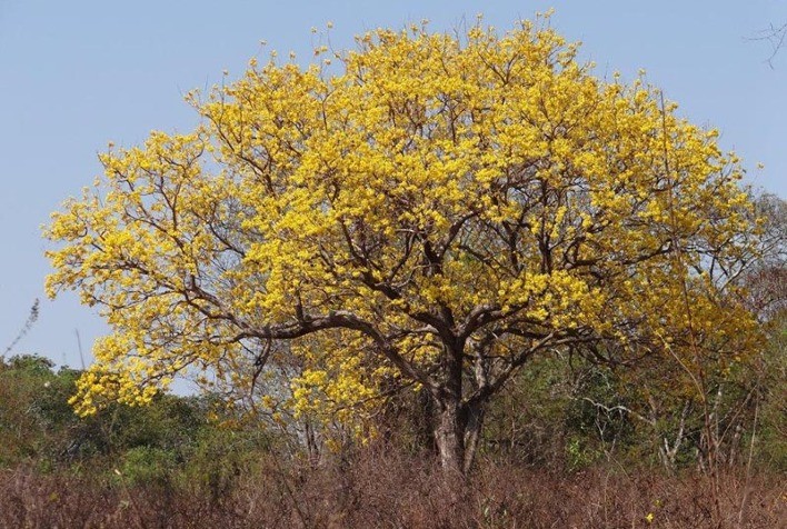 Fórum Econômico Mundial lança relatório sobre o Cerrado
